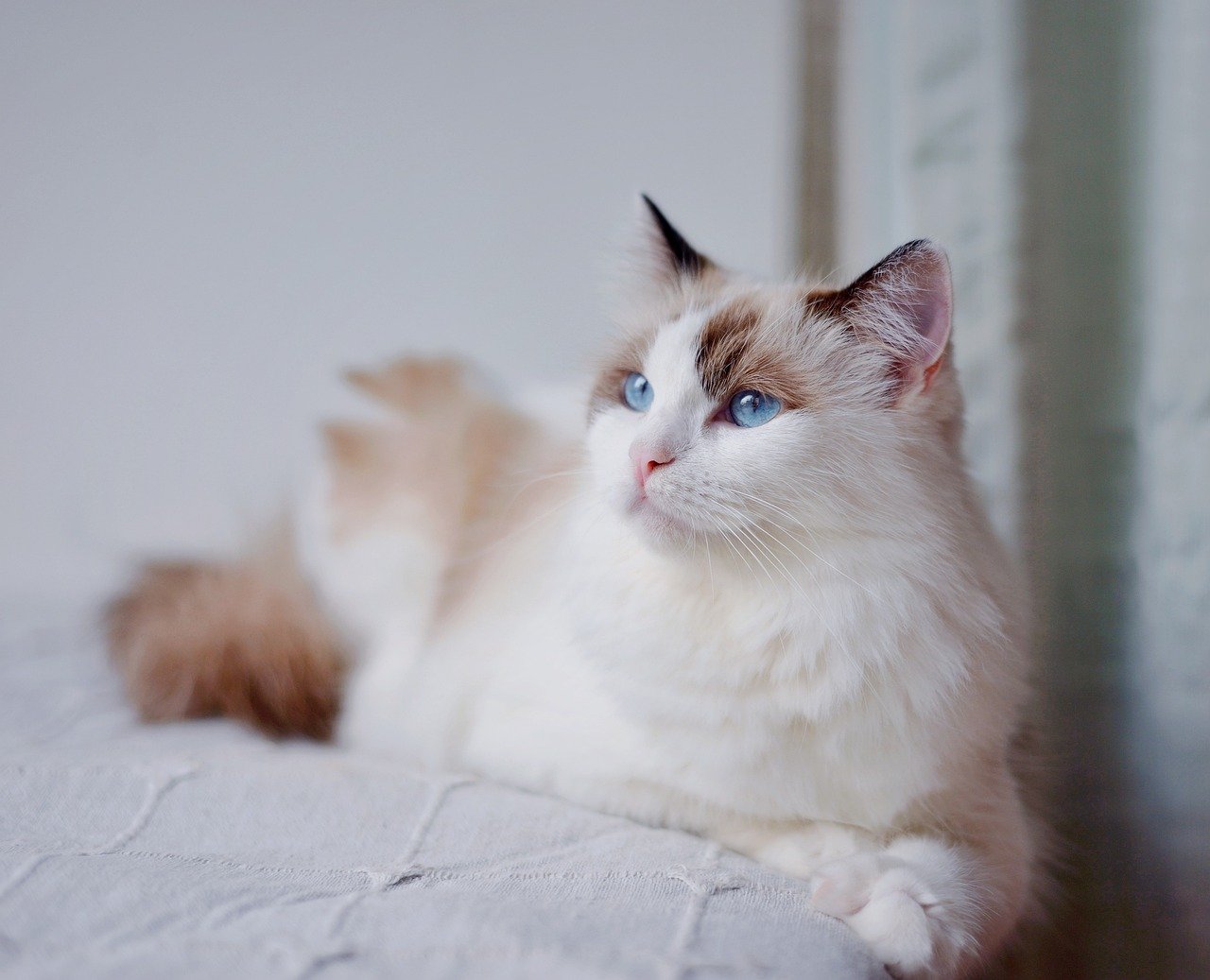 Angel the Ragdoll Cat