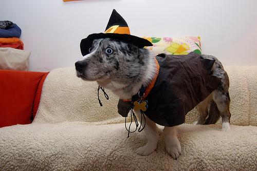 Archie the Pembroke Welsh Corgi