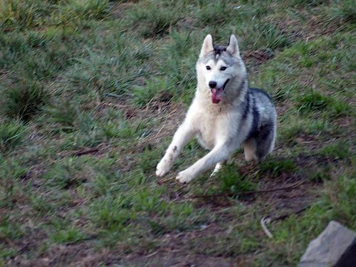 Atlas the Siberian Husky