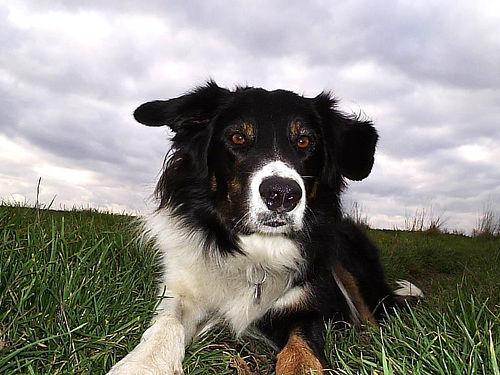 Bandit the Border Collie