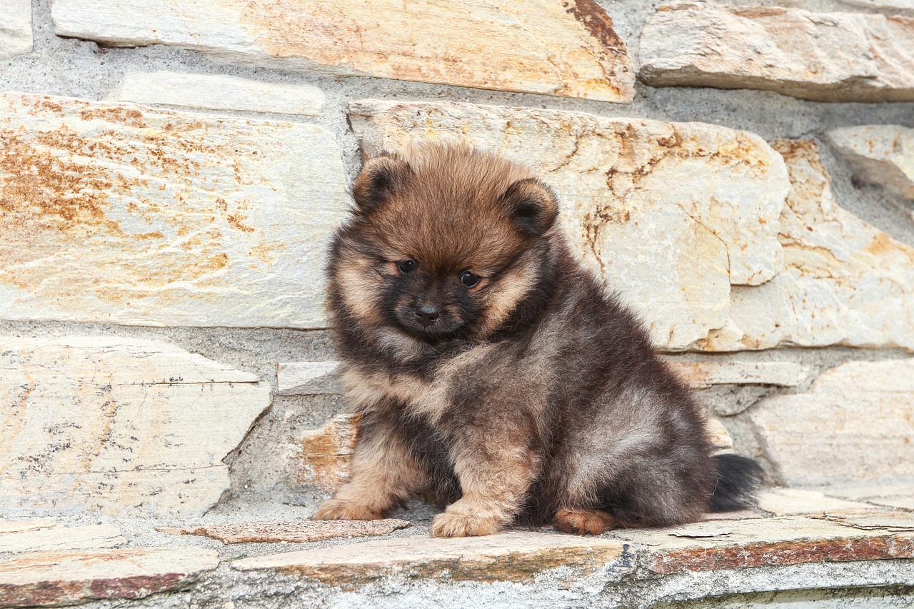 Bear the Pomeranian