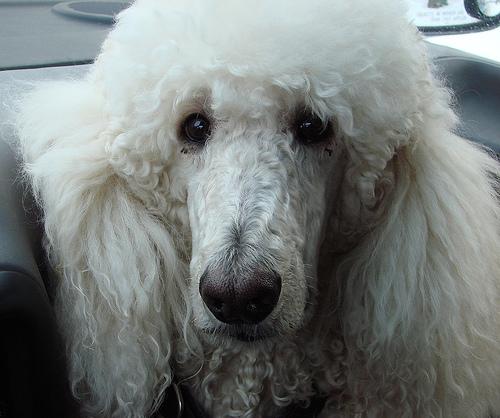 Biscotti the Standard Poodle
