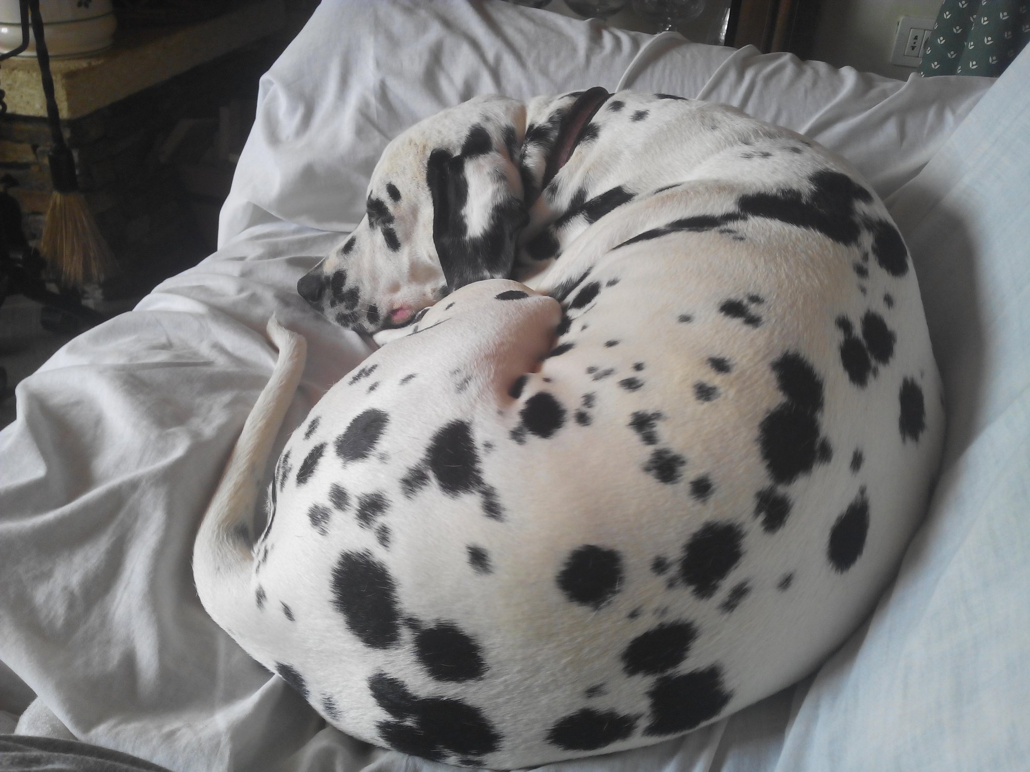 Blaze the Dalmatian