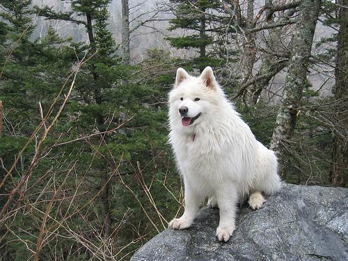 Bowie the Samoyed