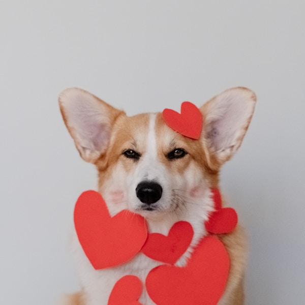 Buddy the dog on PawStar