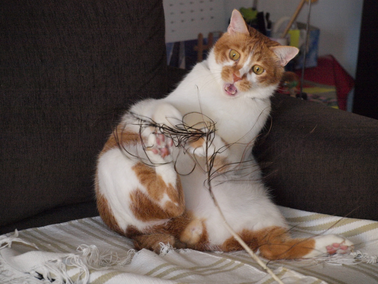 Caramel the Domestic Shorthair