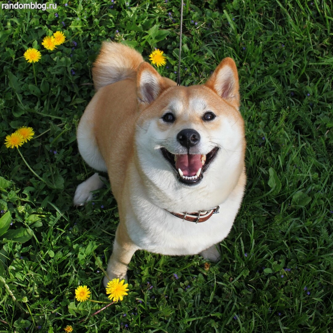 Cash the Shiba Inu