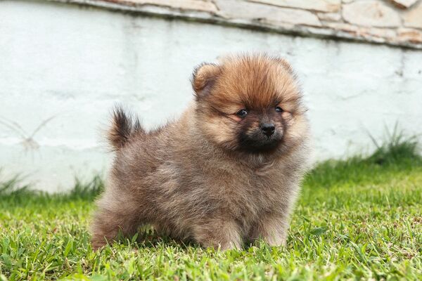 Cinnamon the Pomeranian