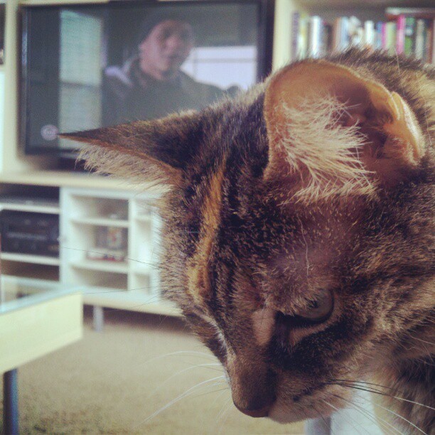 Cleopatra the Domestic Shorthair