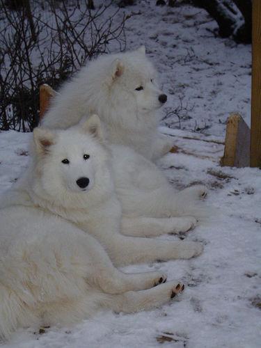 Cloud the Samoyed
