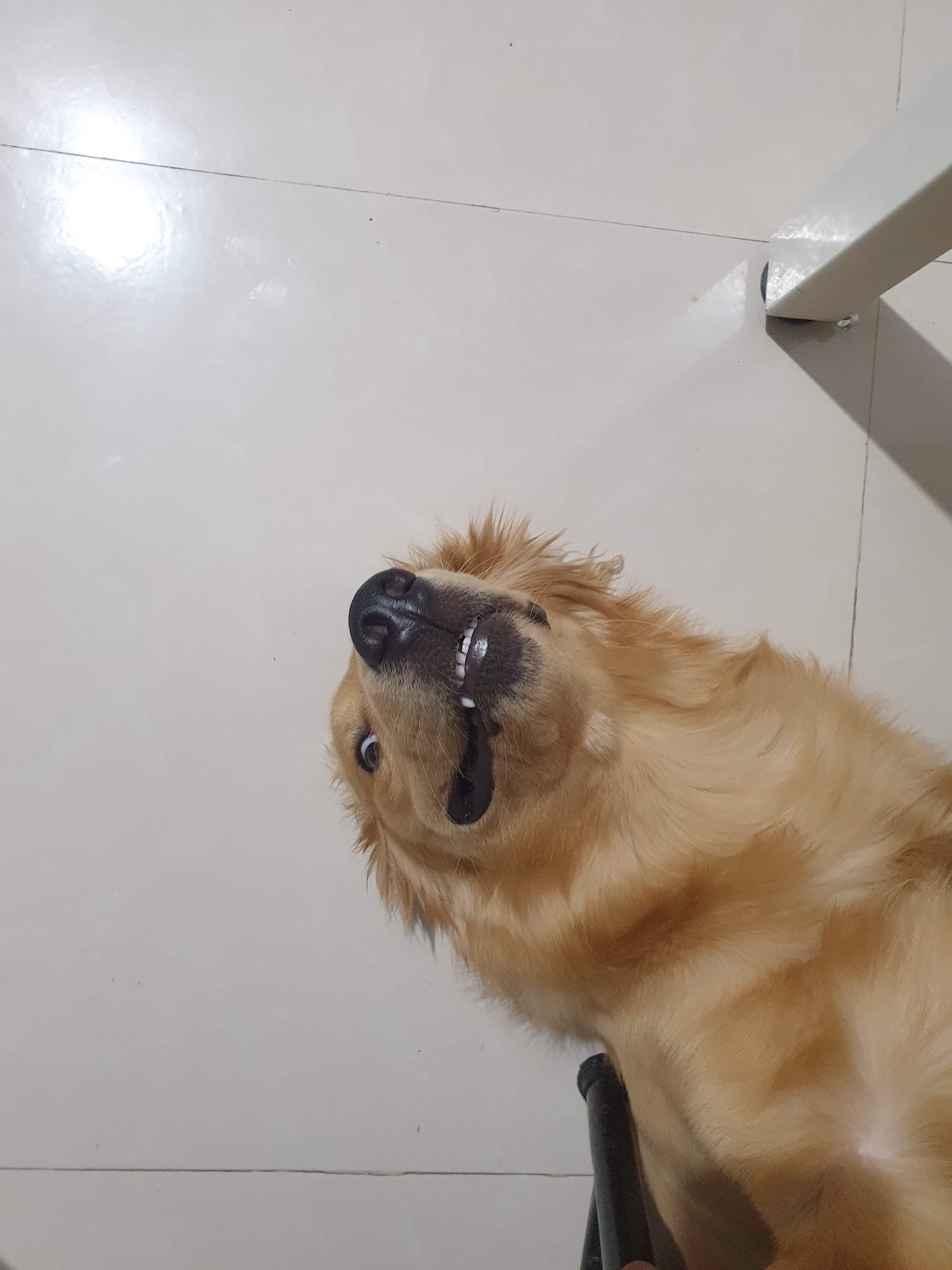 Clover the Golden Retriever