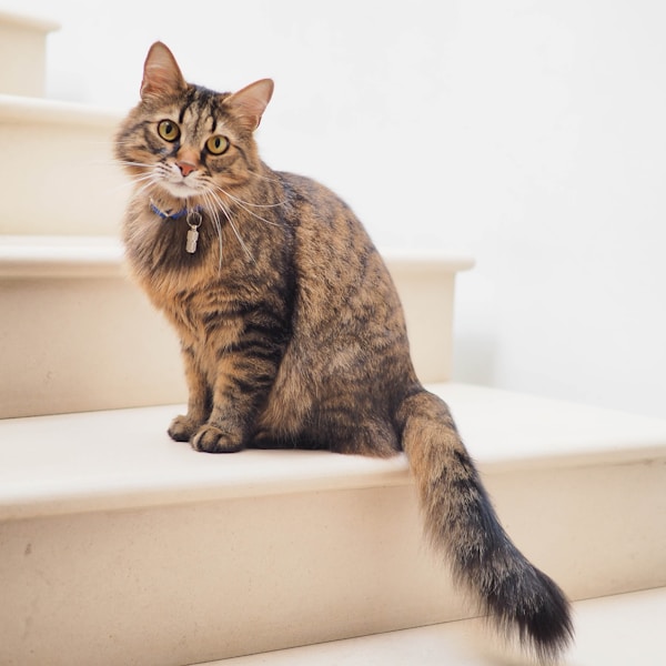 Coco the Tabby Cat
