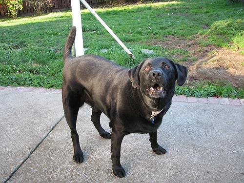 Cody the Labrador Retriever