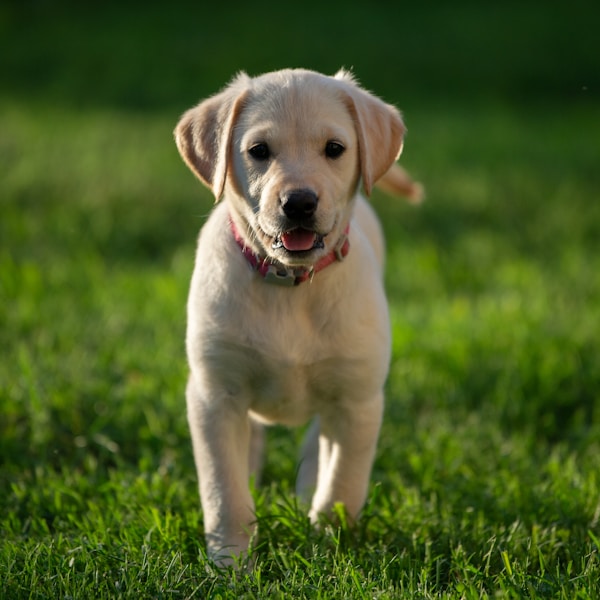 Cooper the Labrador Retriever