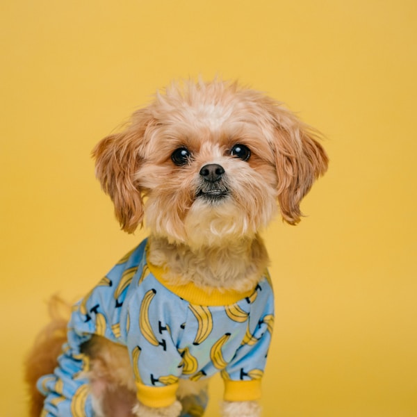 Daisy the Shih Tzu