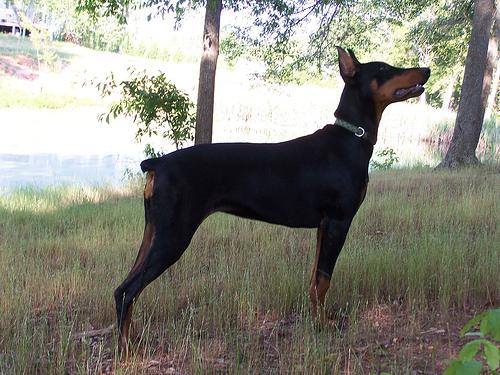 Diesel the Doberman