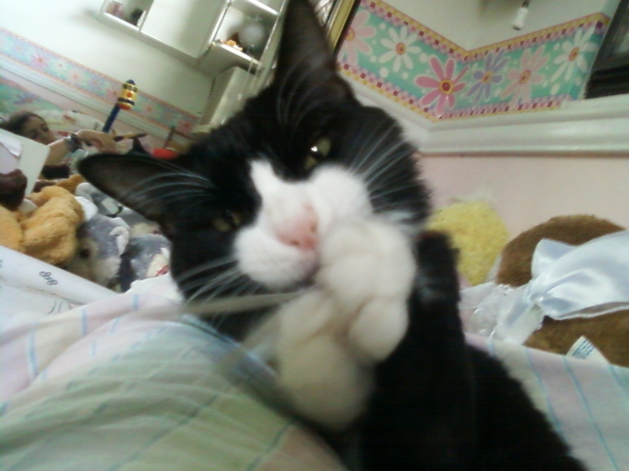 Duchess the Persian Cat