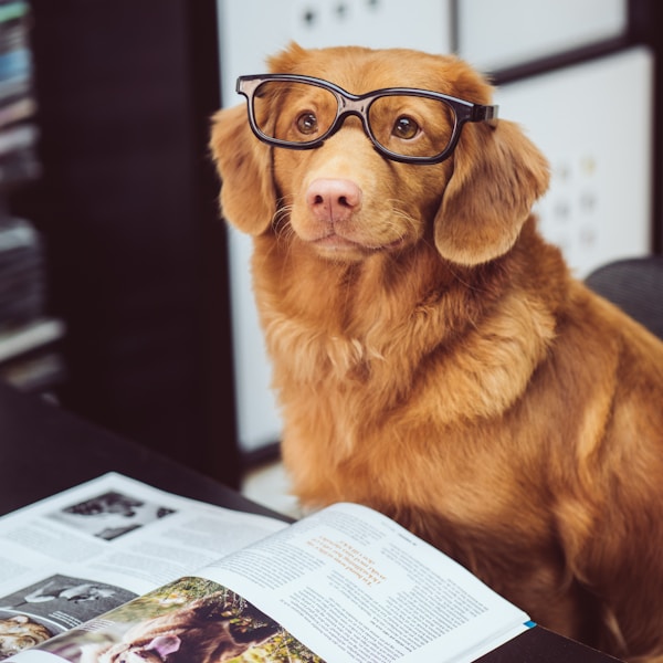 Duke the Nova Scotia Duck Tolling Retriever