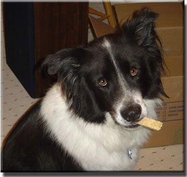 Echo the Border Collie