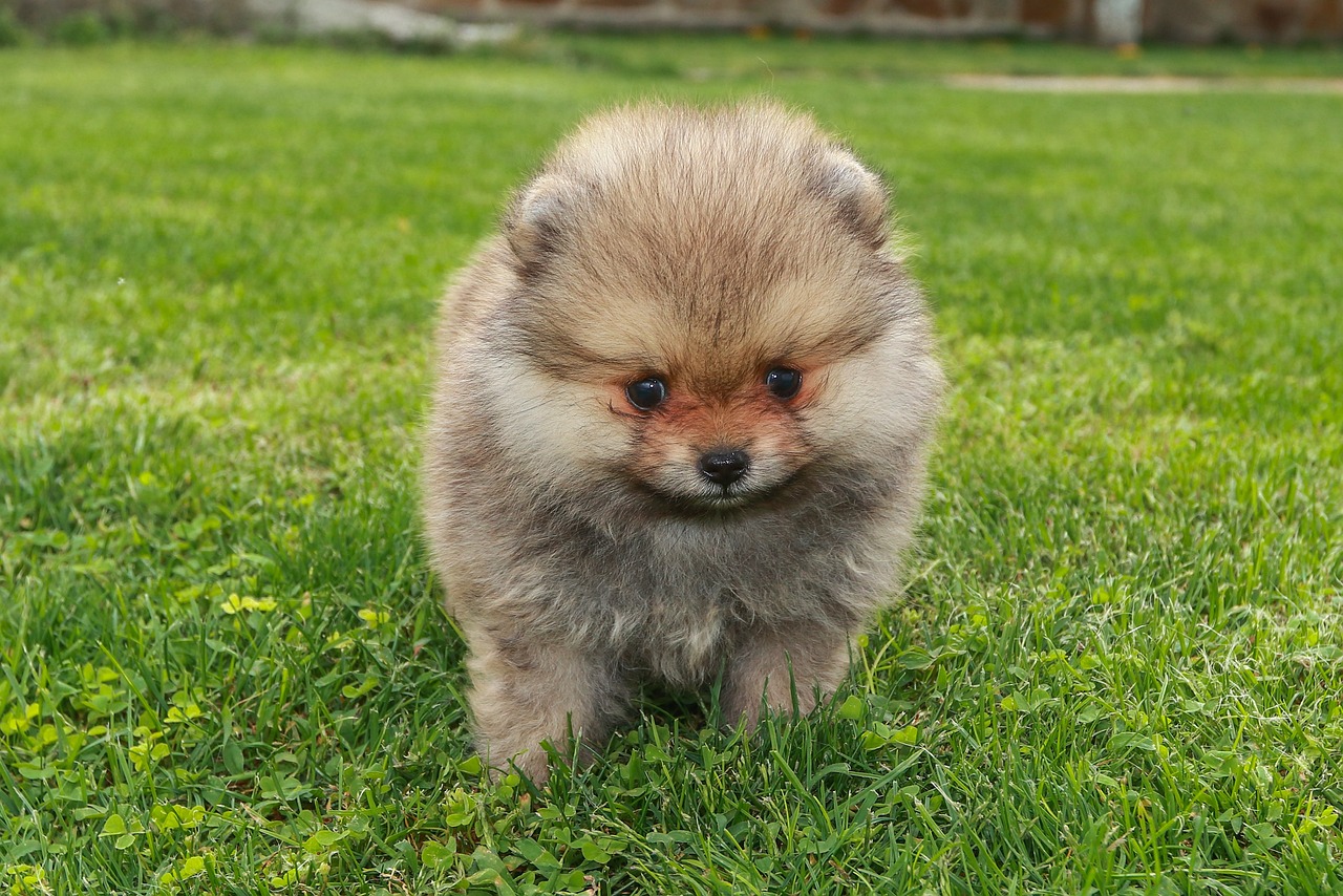 Foxy the Pomeranian