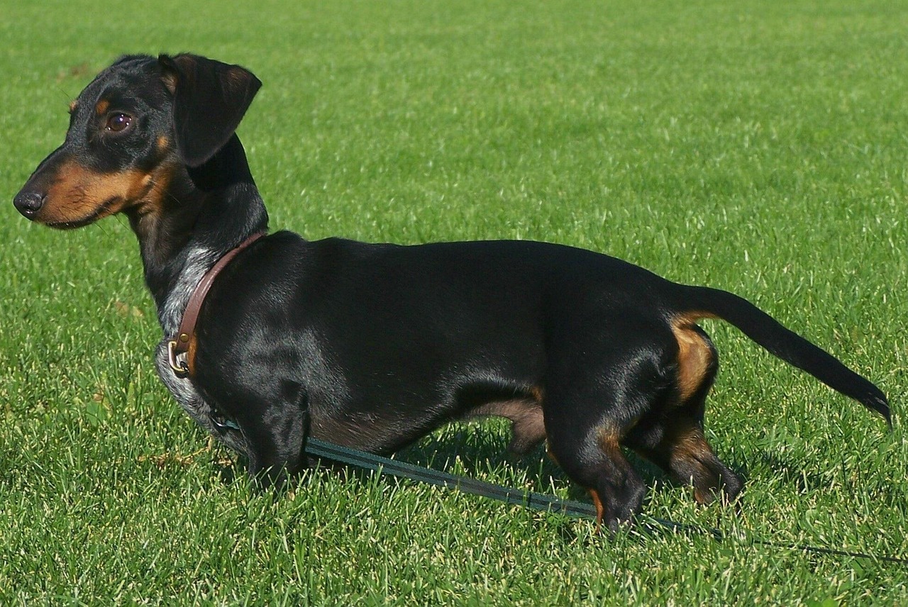 Fritz the Dachshund