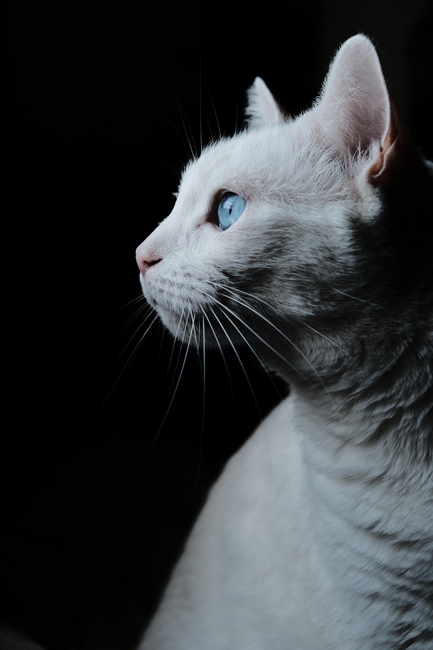 Ghost the White Shorthair Cat