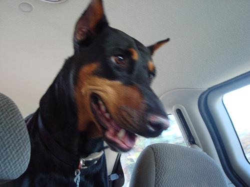 Gunner the Doberman