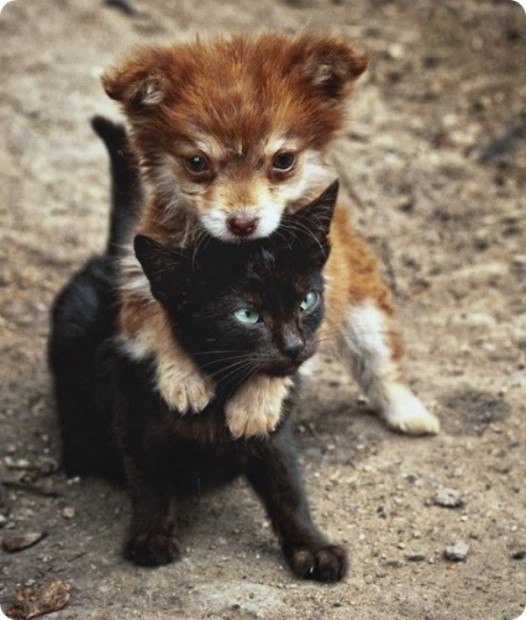 Ivy the Domestic Longhair