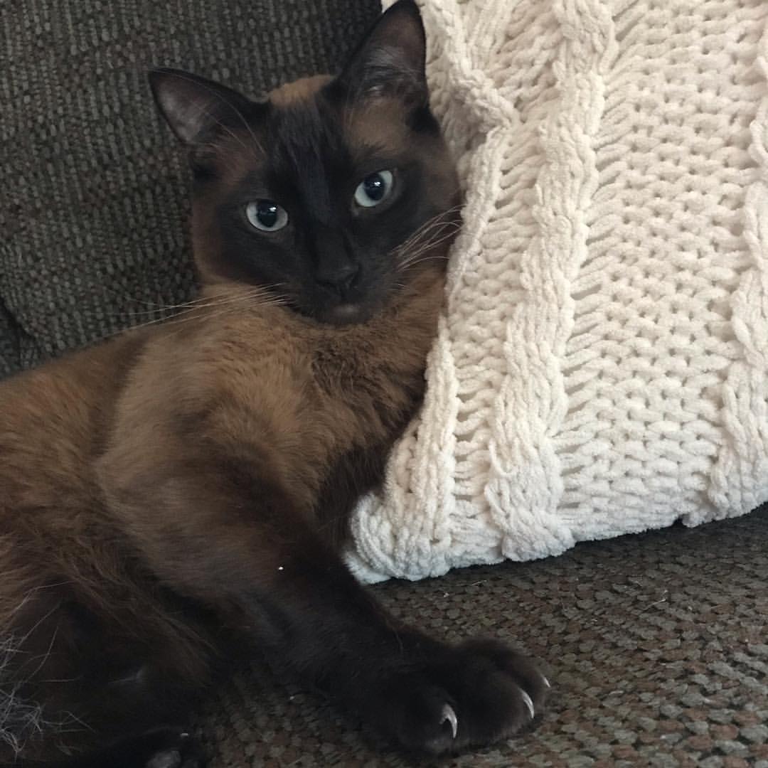 Jasmine the Persian Mix