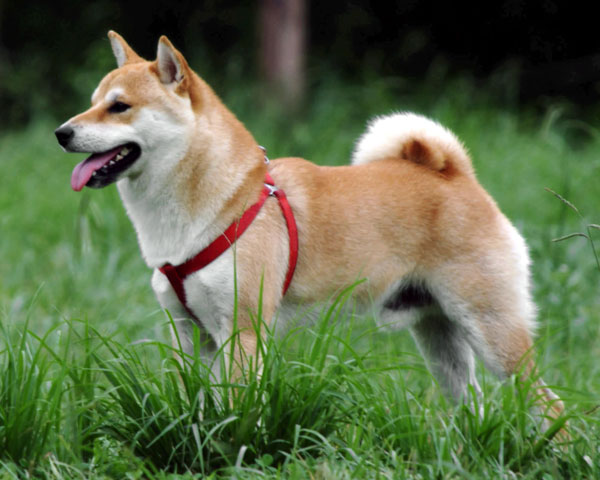 Kenzo the Shiba Inu