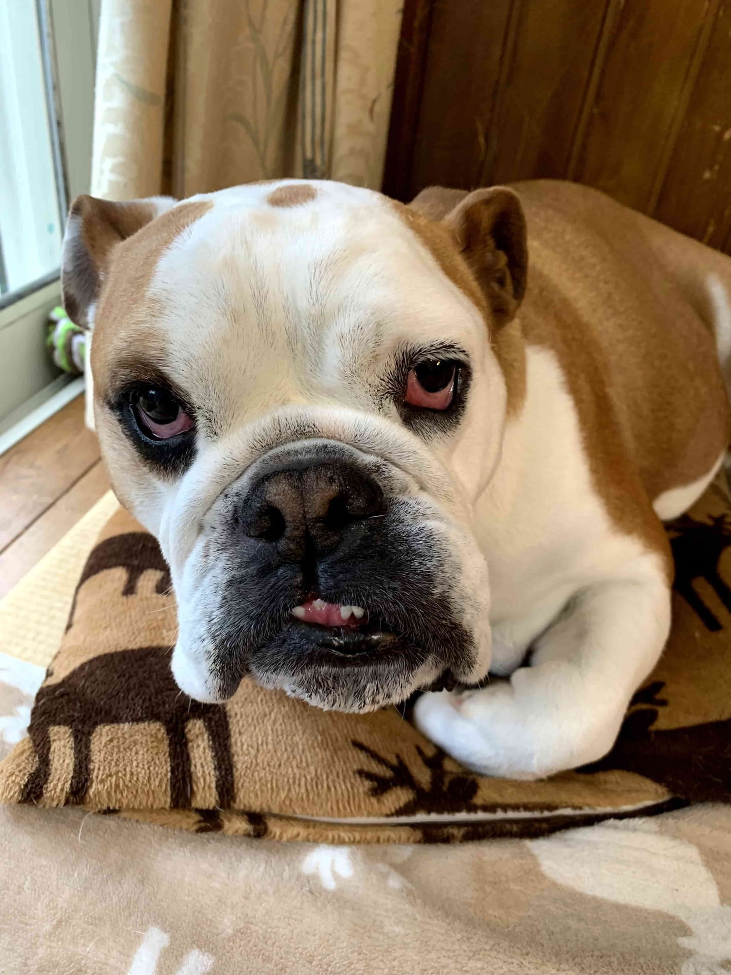 Knox the English Bulldog