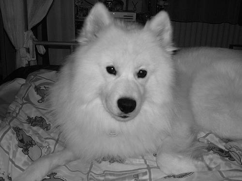Koda the Samoyed