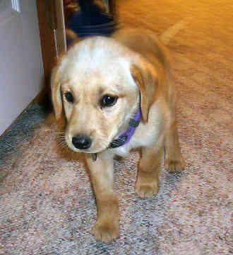 Leo the Labrador Retriever