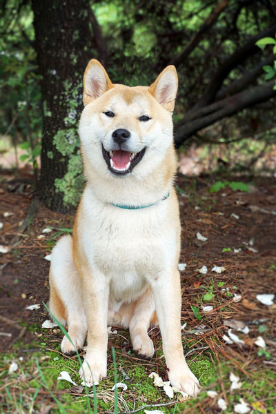 Loki the Shiba Inu