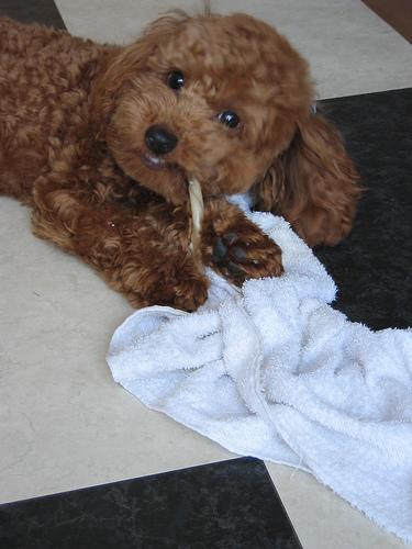 Louie the Toy Poodle