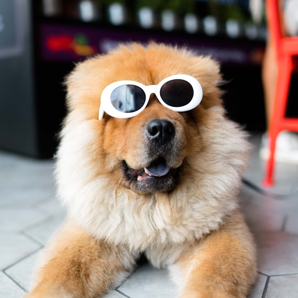 Milo the Chow Chow