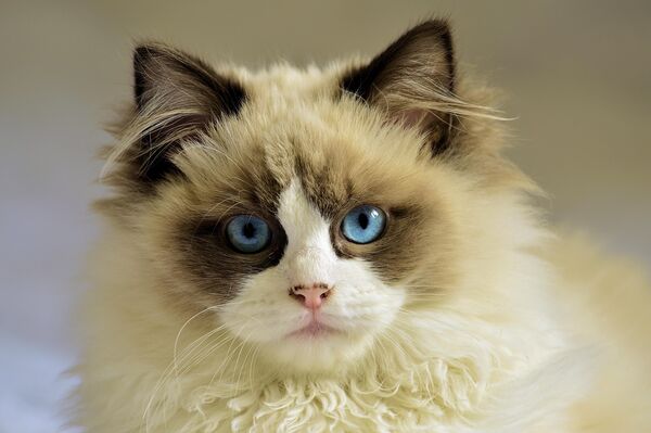 Misty the Ragdoll