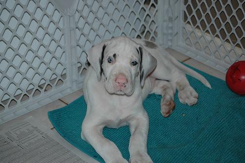 Moose the Great Dane