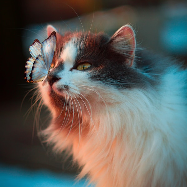 Nala the Long-Haired Cat