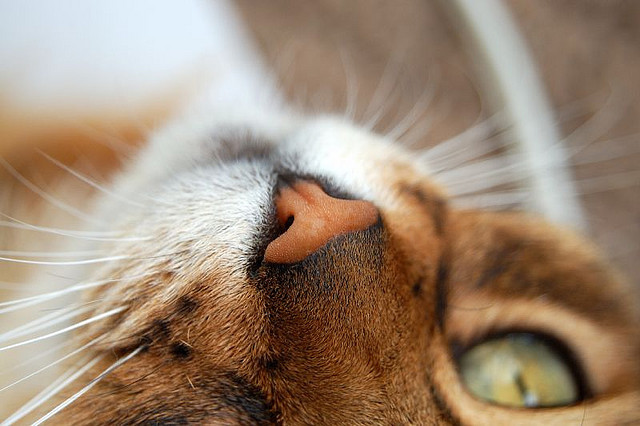 Nebula the Domestic Shorthair