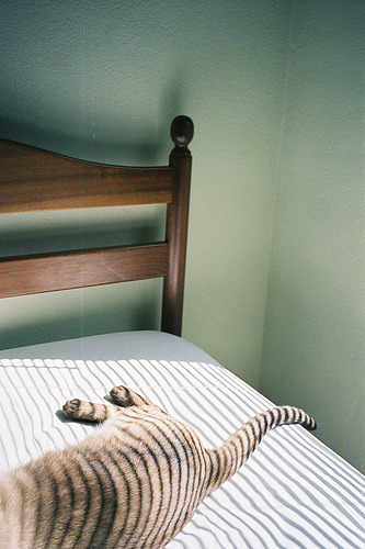 Noodle the Siamese Mix