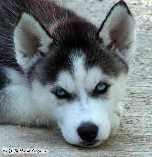 Nova the Siberian Husky