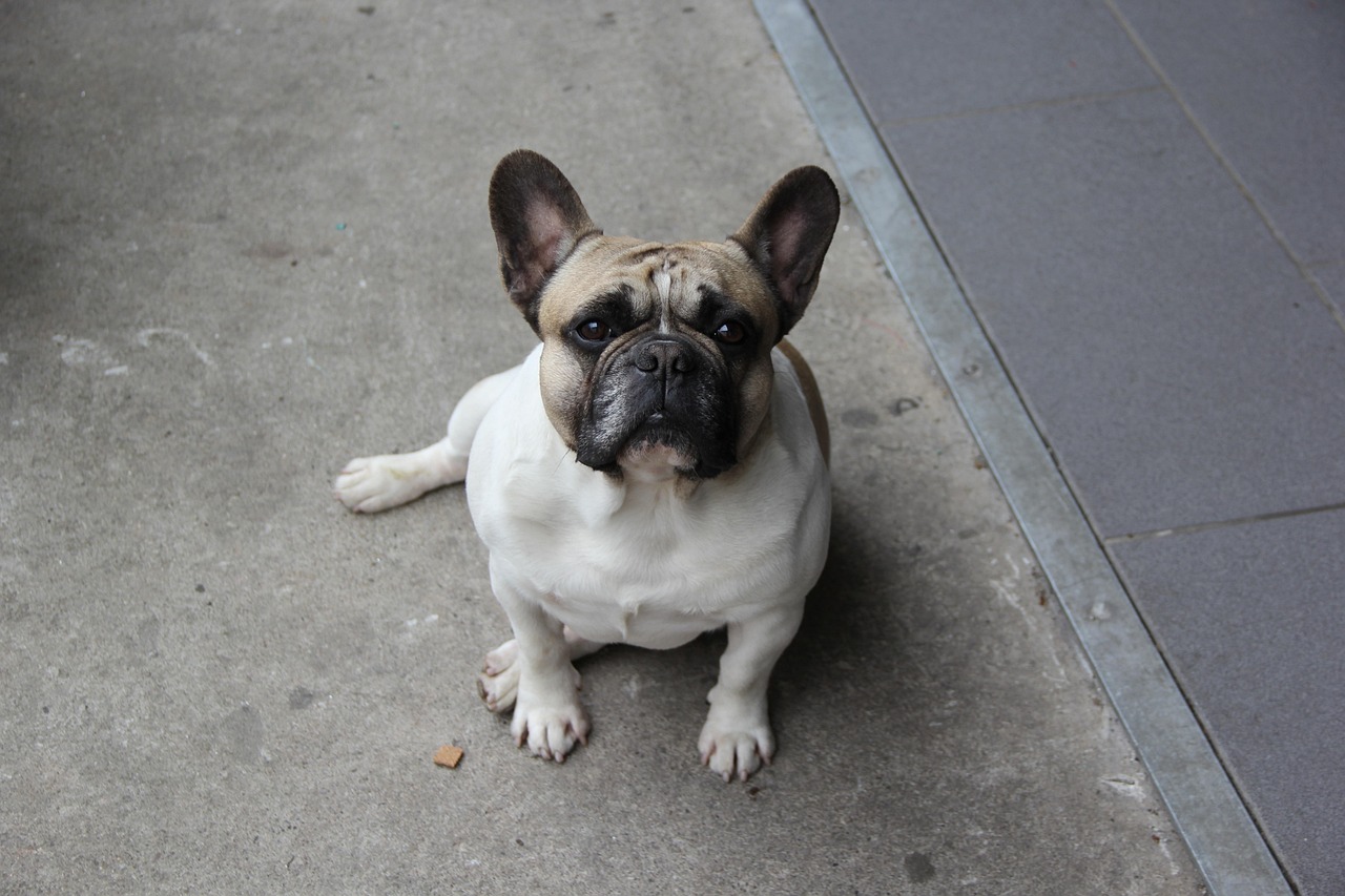 Ollie the French Bulldog