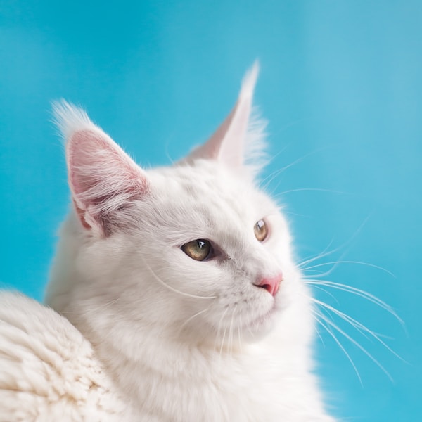 Oscar the White Maine Coon