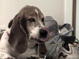 Otis the Basset Hound