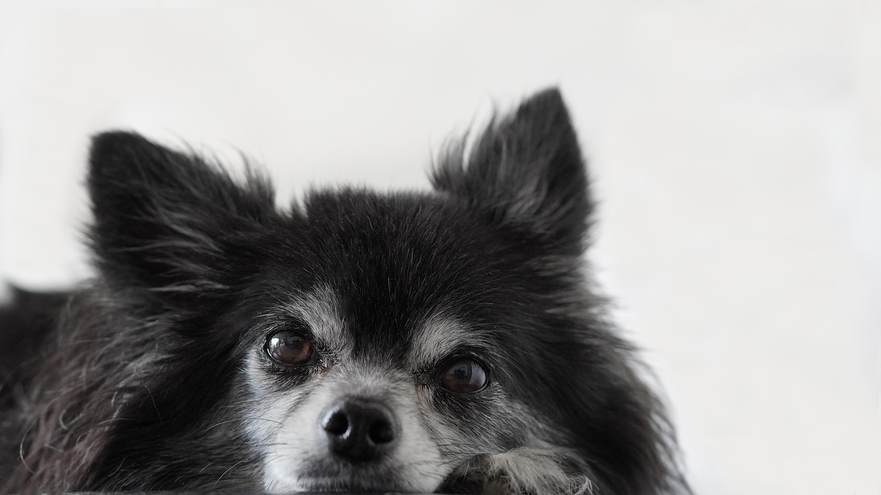 Peanut the Long-haired Chihuahua