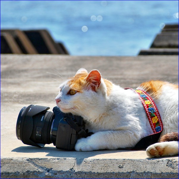 Pebbles the Calico Cat