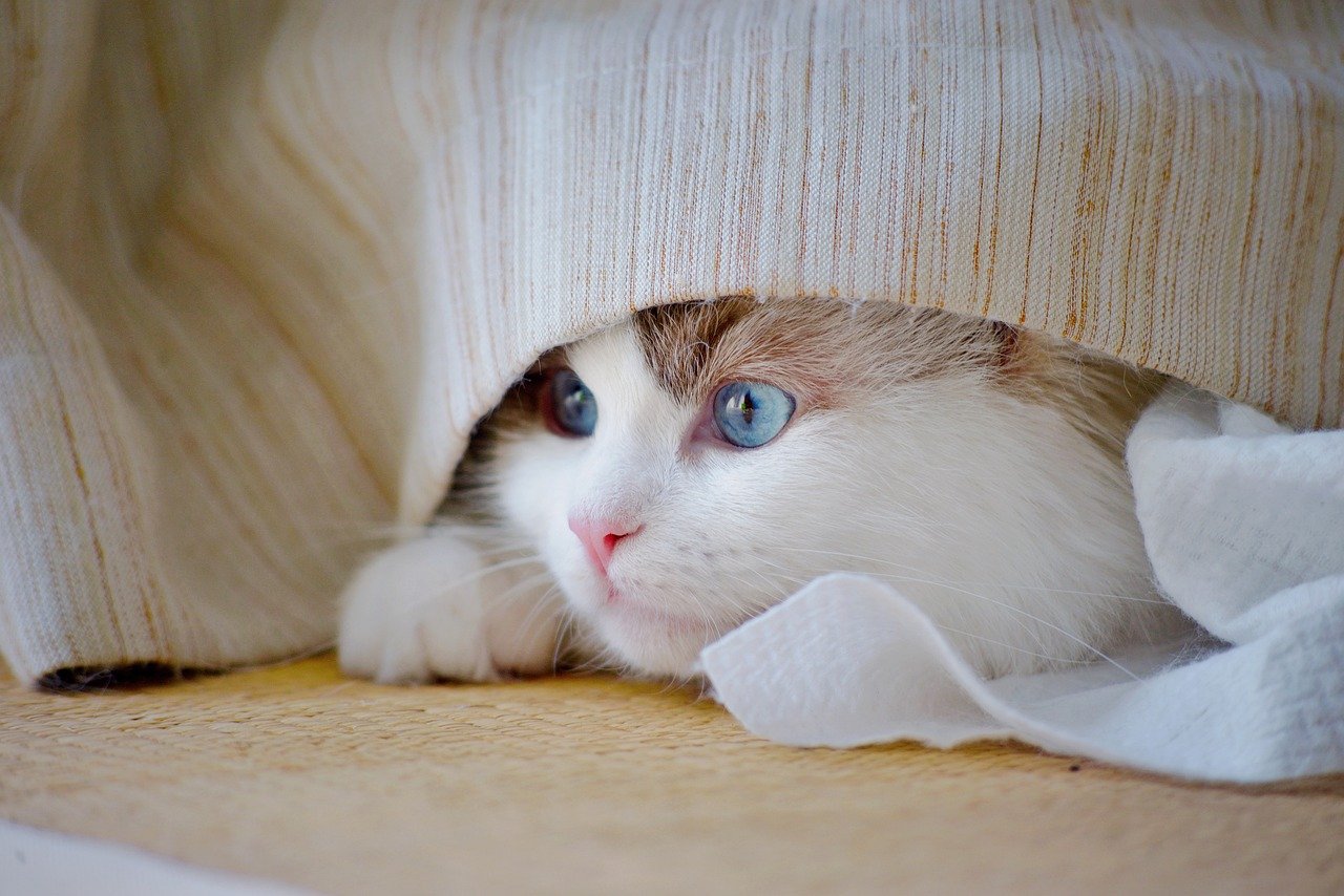 Peek the Ragdoll Kitten