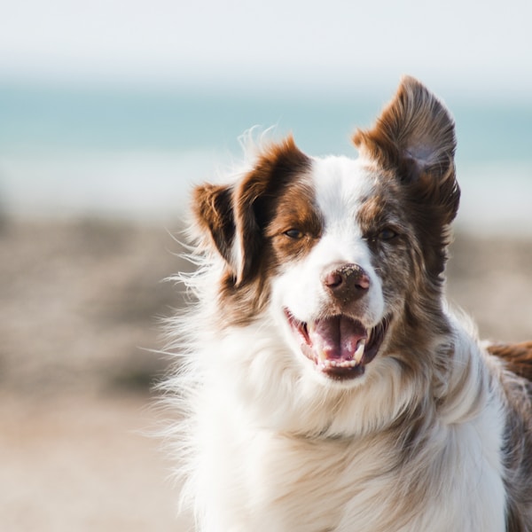 Pepper the Australian Shepherd