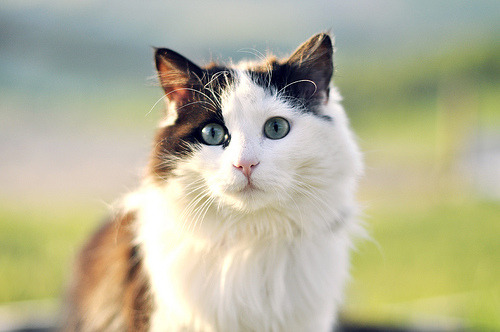 Pixie the Domestic Shorthair